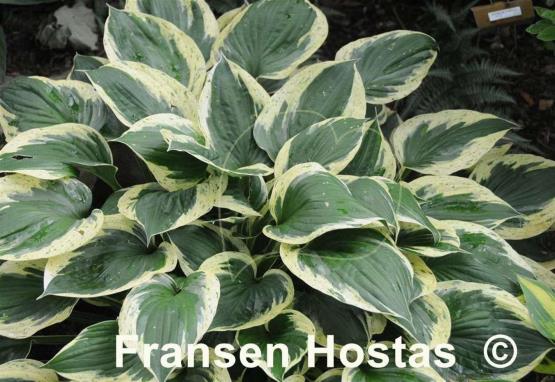 Hosta Independence